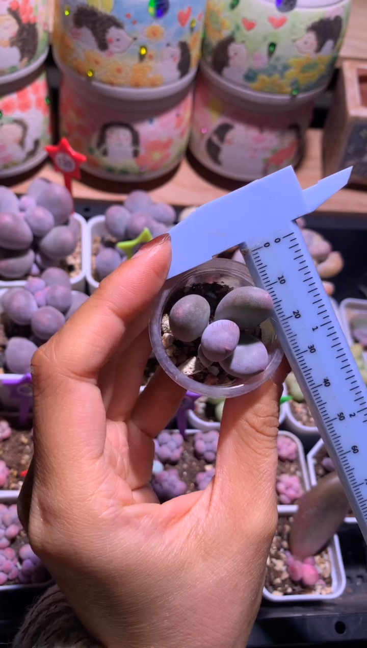 黄金鸡蛋大叶奶，满28包邮，不满发一个叶片包邮