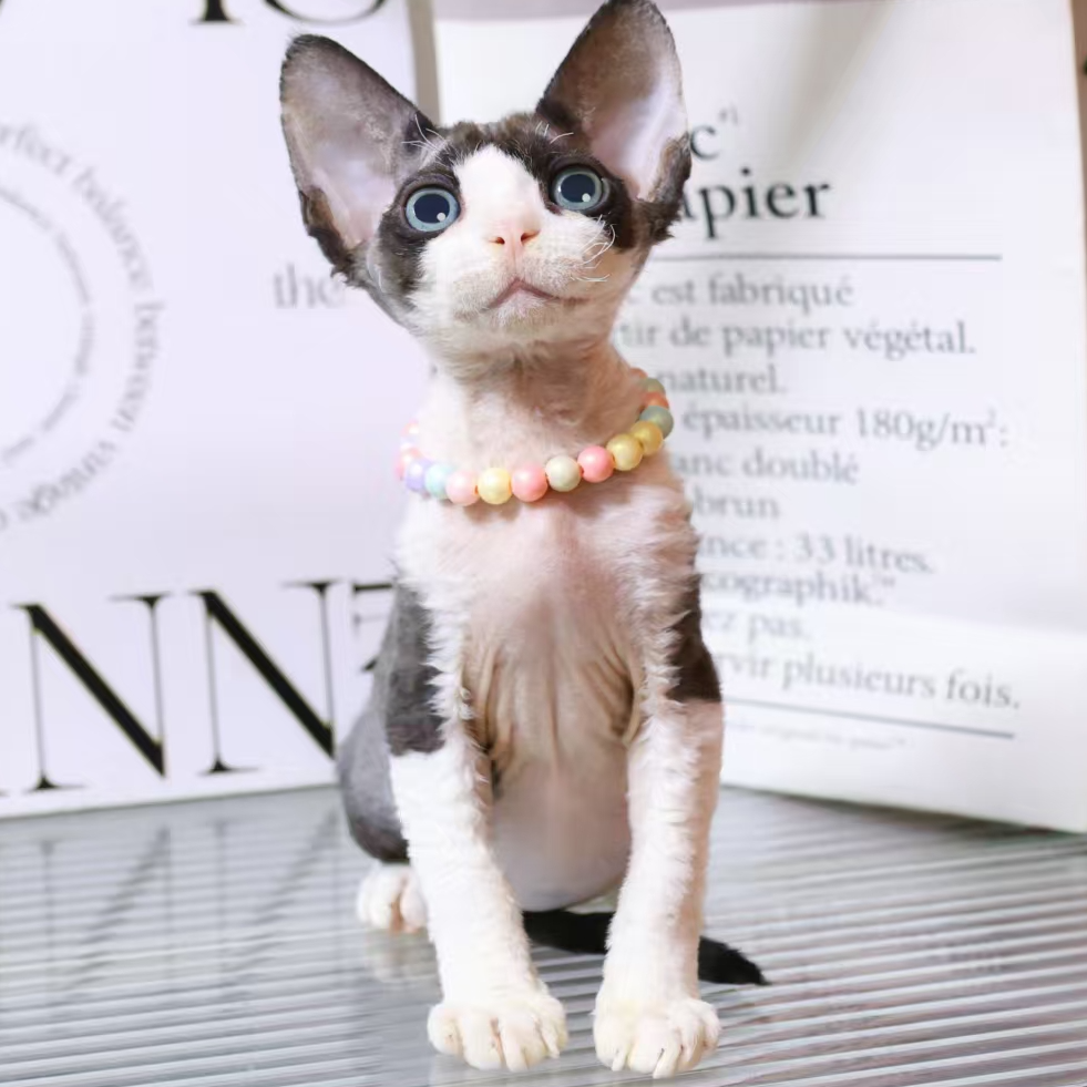 【蔚蓝】德文卷毛猫黑白开脸弟弟-闻闻