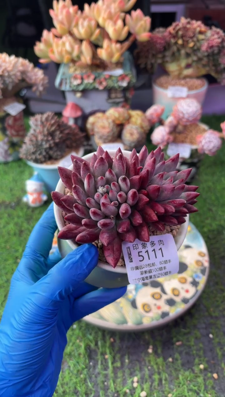 昆明印象多肉5111