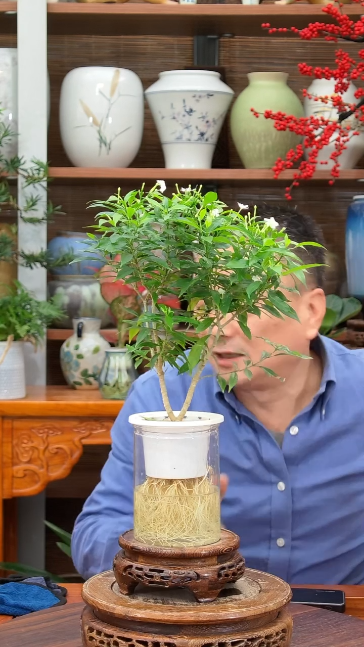 无花朵瞅**滴水之韵水培风车茉莉