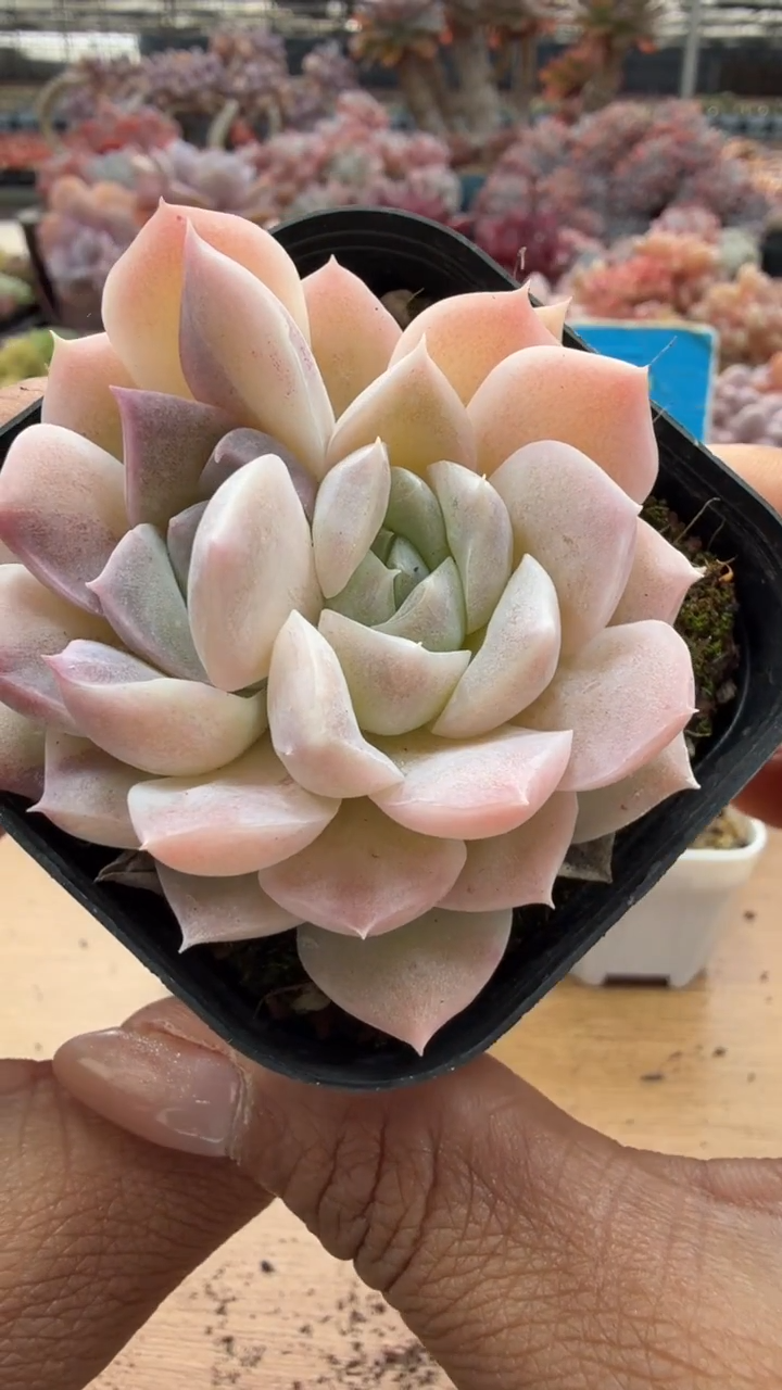 东云多肉园二店-145