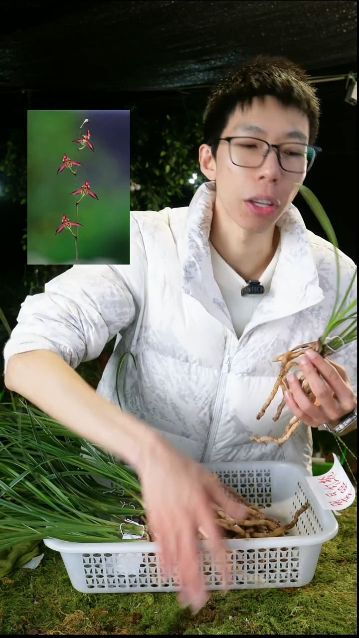 全部花苞春兰 滇红素-子母2苗带花苞