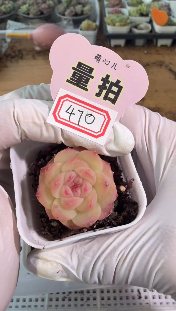 470山茶花 四方一盆 单双混 量拍混发