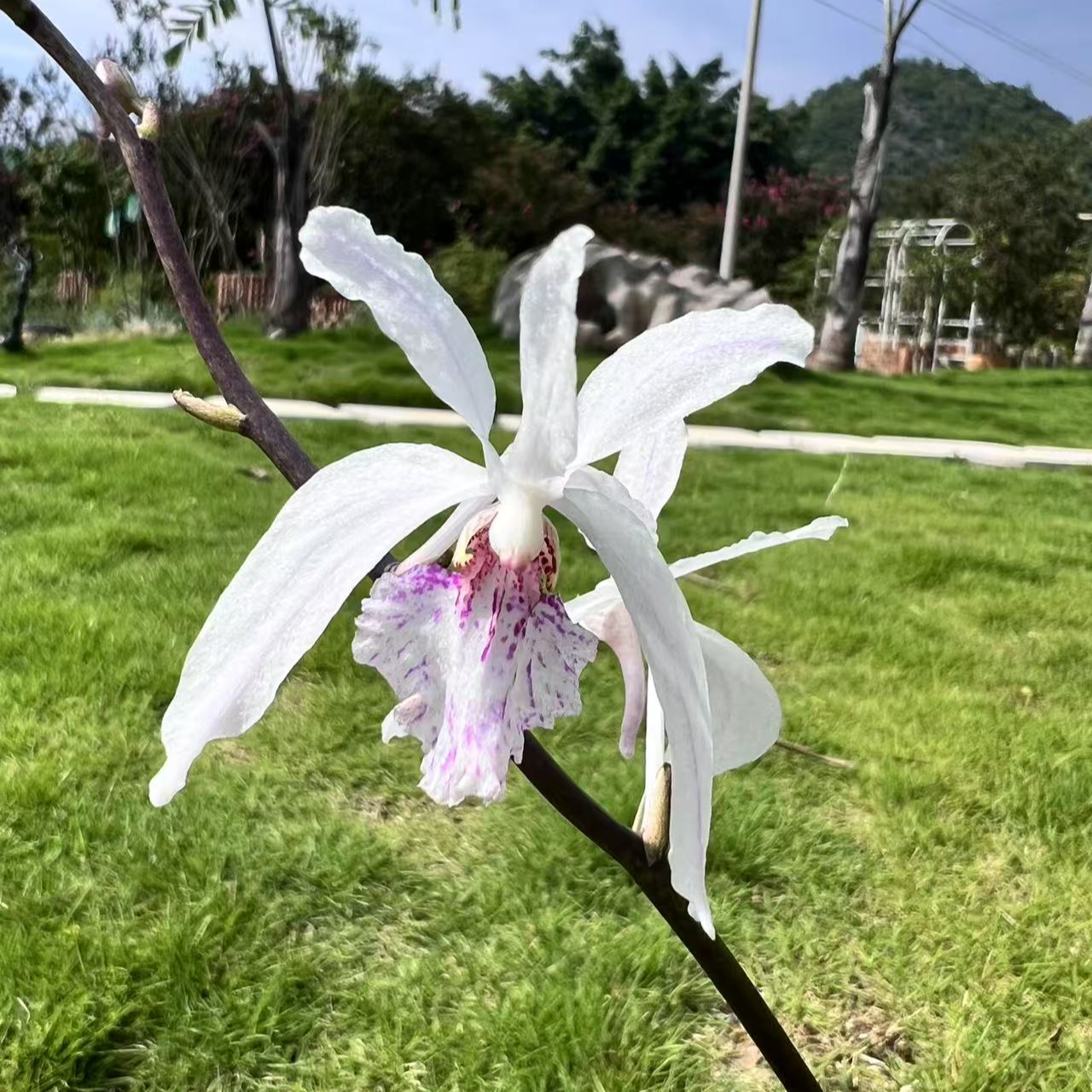 万峰绿缘管叶槽舌兰半素