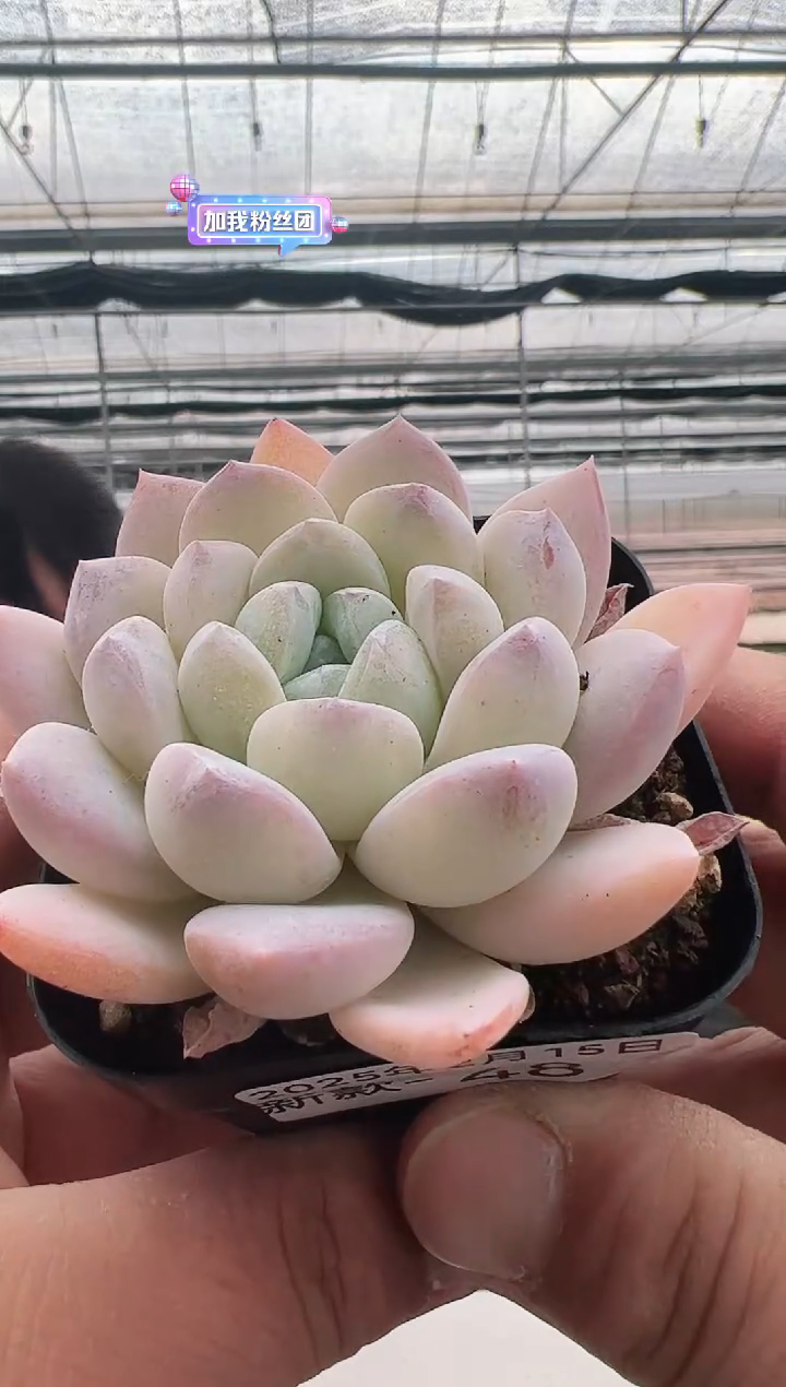 【闪购商品】新款多肉-48