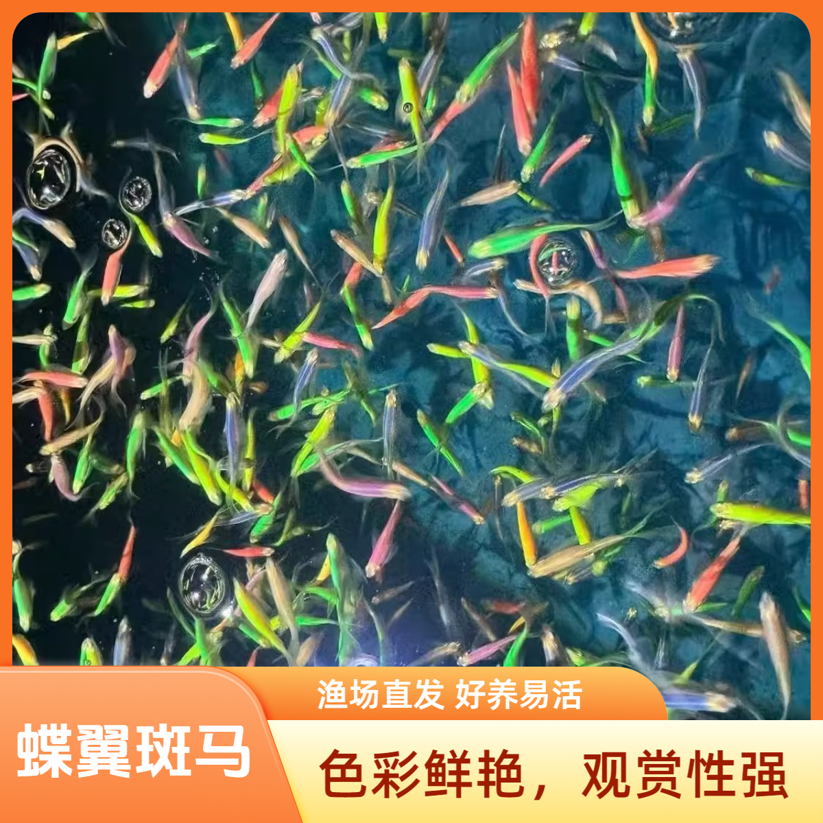 七彩蝶翼斑马鱼小型热带观赏鱼好养的淡水宠物