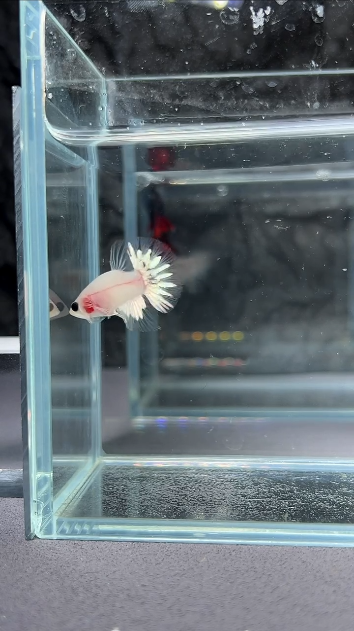 斗鱼竞拍链接A034