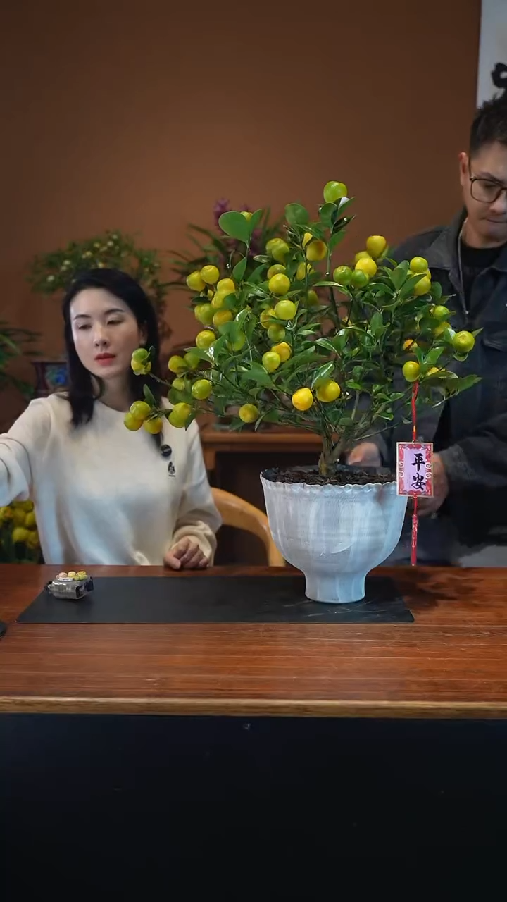 全部花朵金蛋盆景盆景盆景