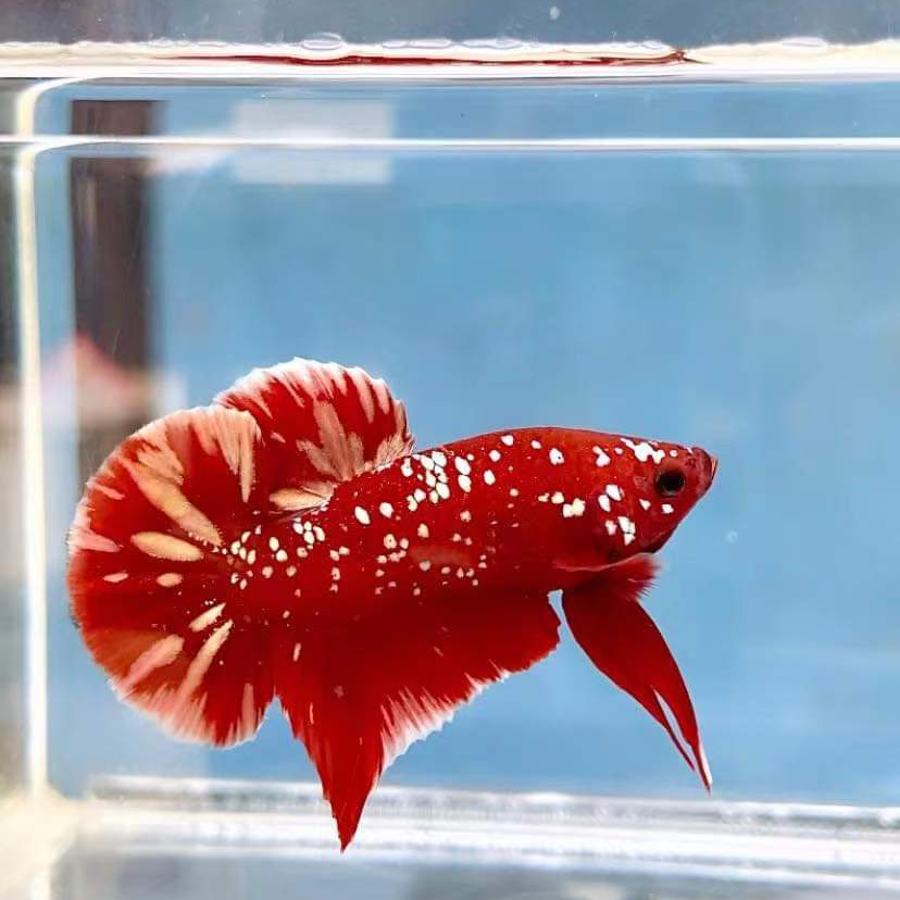 【红金鱼苗】泰国斗鱼将军鱼苗公母随机包活不包损1-2cm