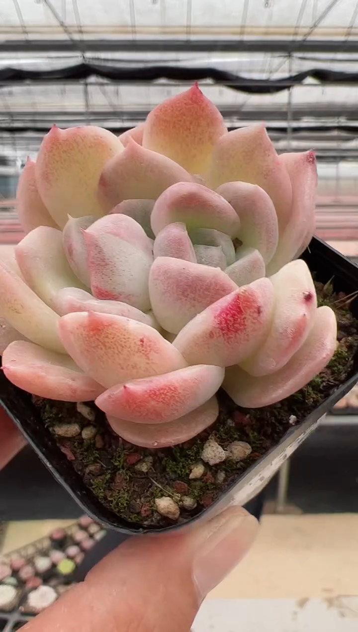 【闪购商品】新款多肉-115