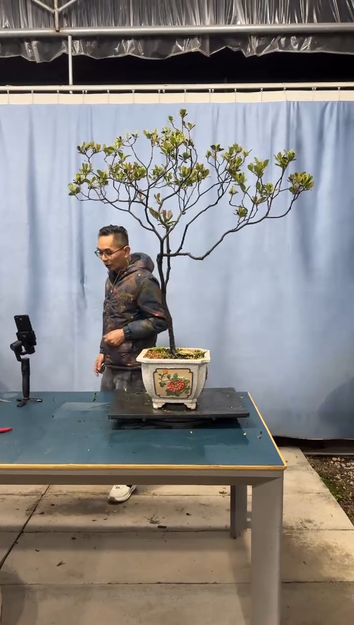 【闪购商品】盆景春花