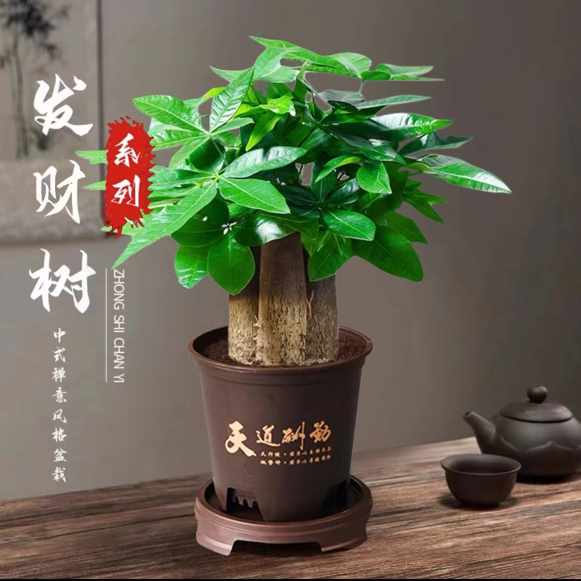 【三杆发财树】发财树21-30CM办公室室内绿植花卉花卉绿植盆栽桌面C