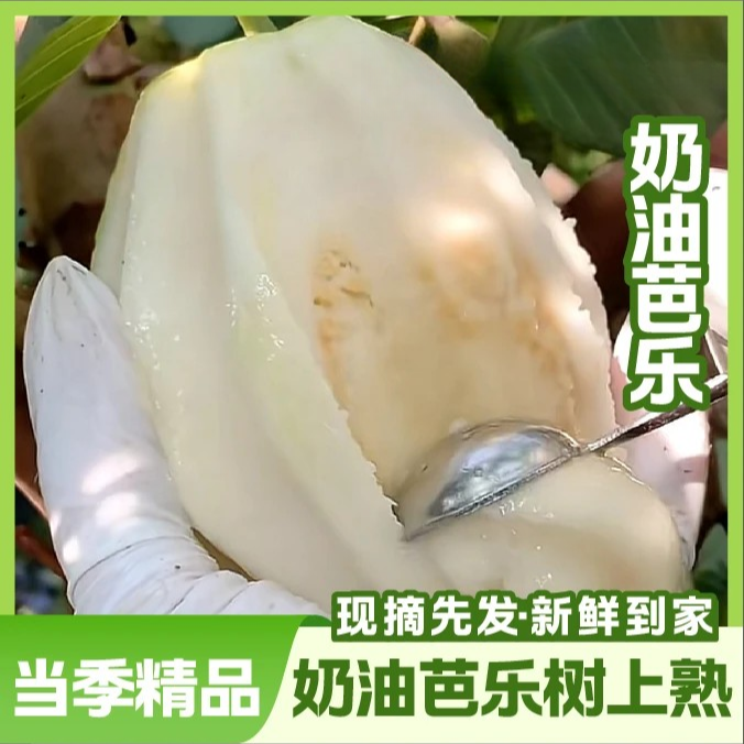 广西白心奶油芭乐 新鲜现摘先发 软糯清甜番石榴冰淇淋口感 高VC