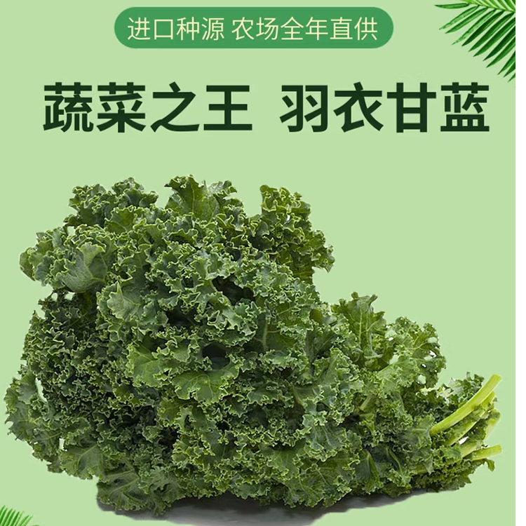 羽衣甘蓝羽衣甘蓝针叶250g绿色蔬菜甘蓝