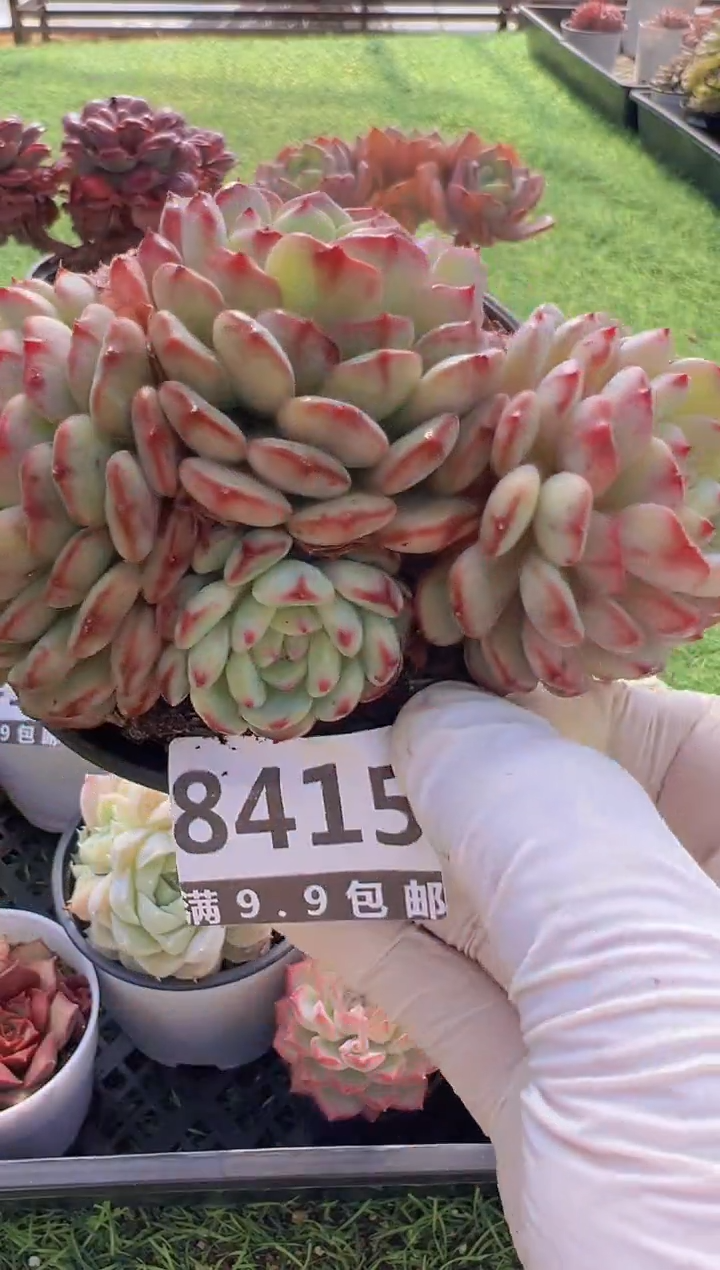 【闪购商品】信福多肉一物一拍