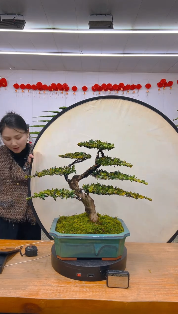 【闪购商品】盆景1