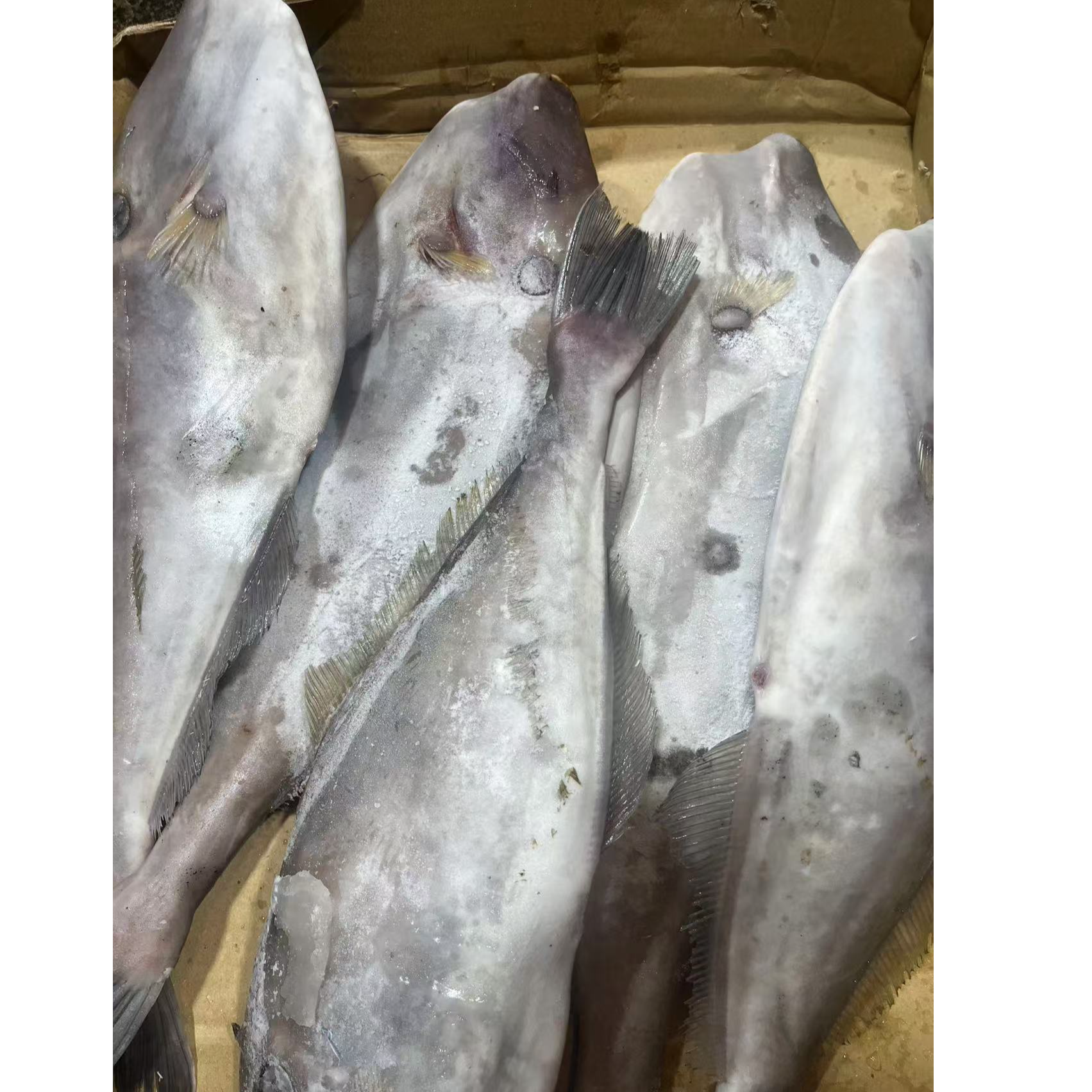 【新鲜剥皮鱼】上街弟海鲜扒皮鱼肉质紧实Q弹脆甜福州发货冰鲜生鲜