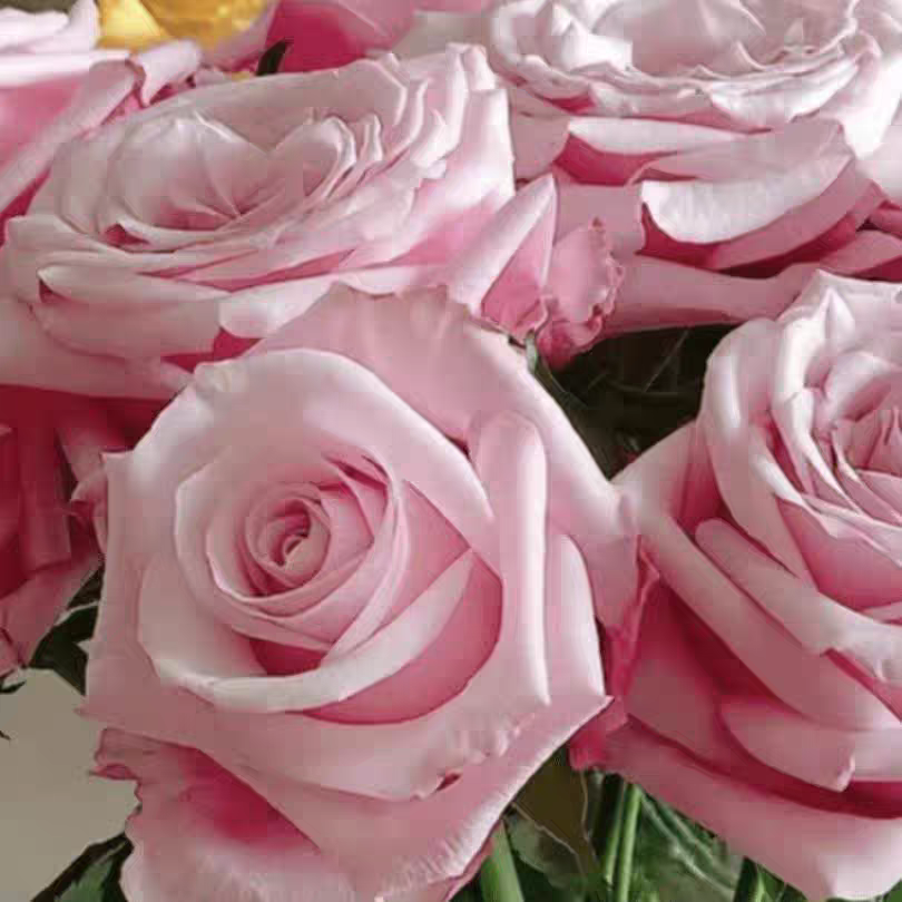 跟接盆栽新品珍珠项链月季苗