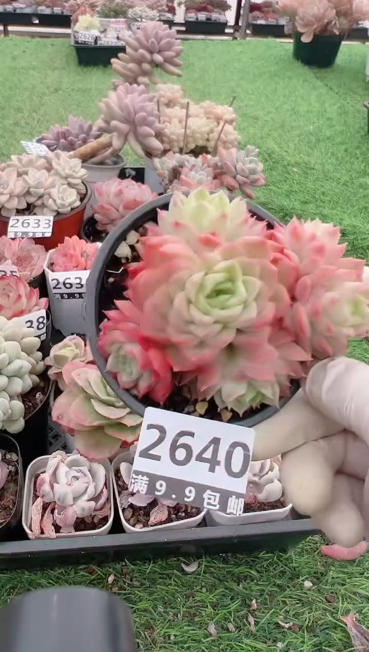 【闪购商品】信福多肉一物一拍