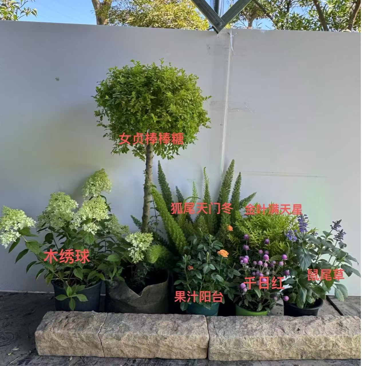 花境组合盆栽苗低维护好打理适合花园庭院阳台种植