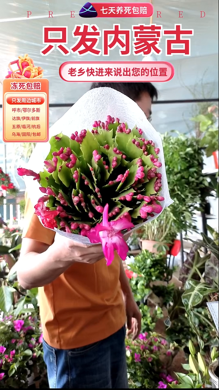 完全开放双色蟹爪兰