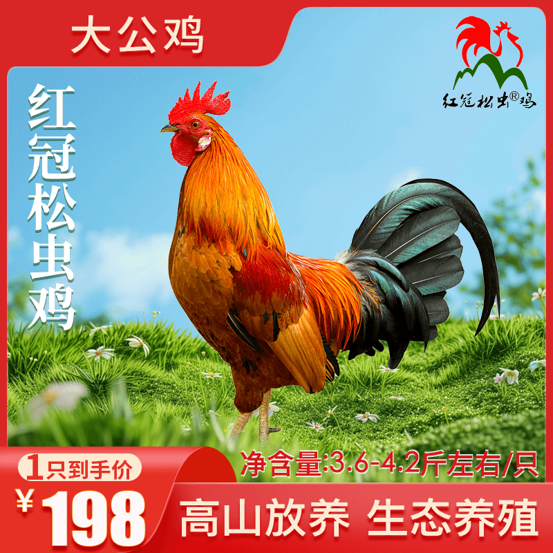 【红冠松虫鸡】山区散养大公鸡新鲜宰杀新鲜美味【1只】