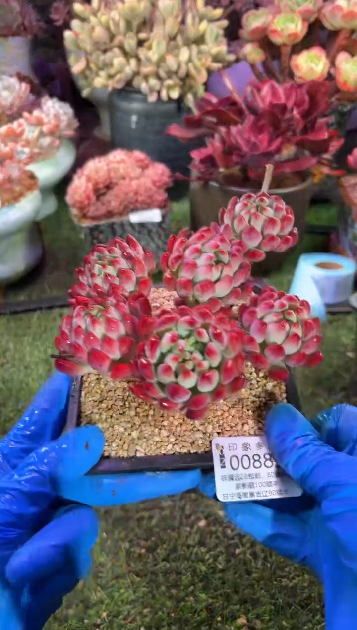 【闪购商品】00883