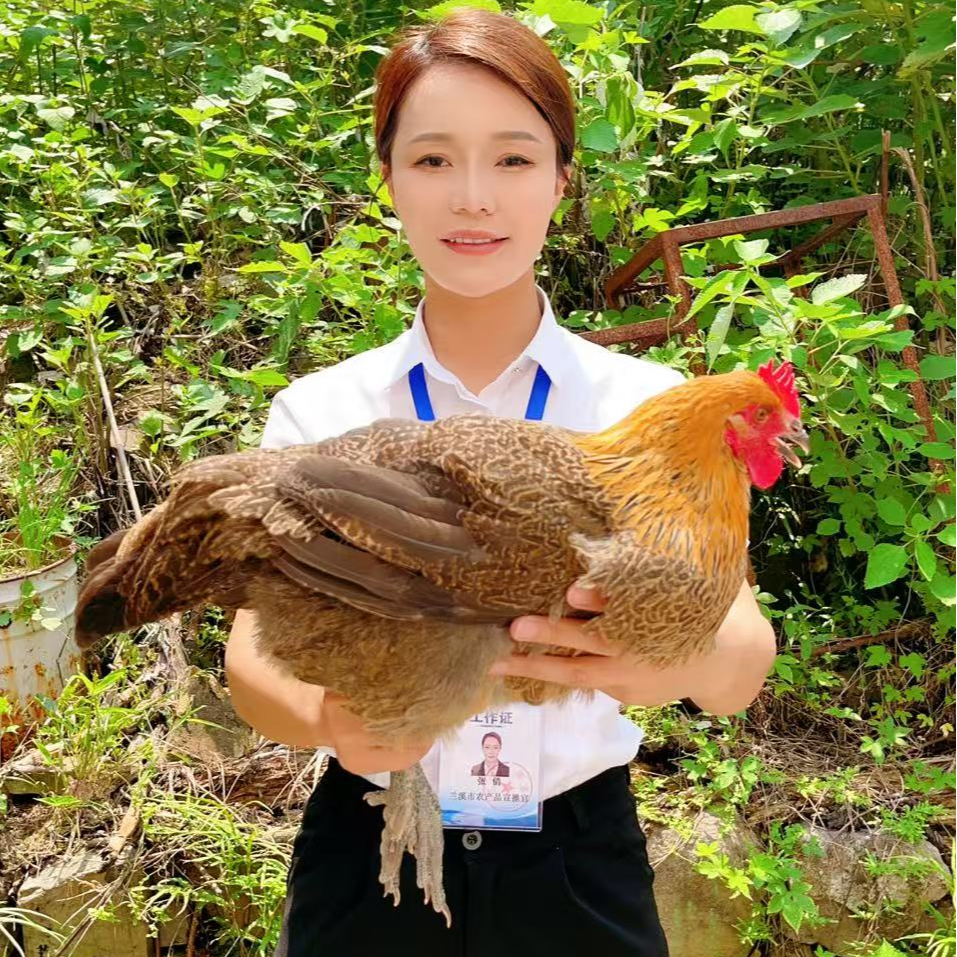 【助农现场】农家全粮散养母鸡 人工现杀 顺丰包邮ZQ