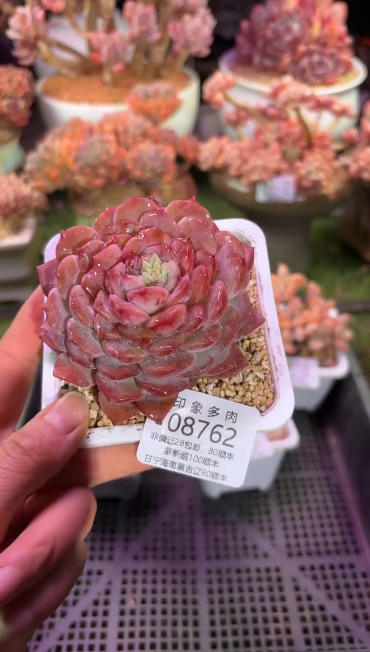 【闪购商品】08762