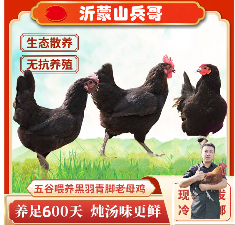 2年高山生态散养老母鸡土鸡溜达土鸡小笨鸡沂蒙山农家散养