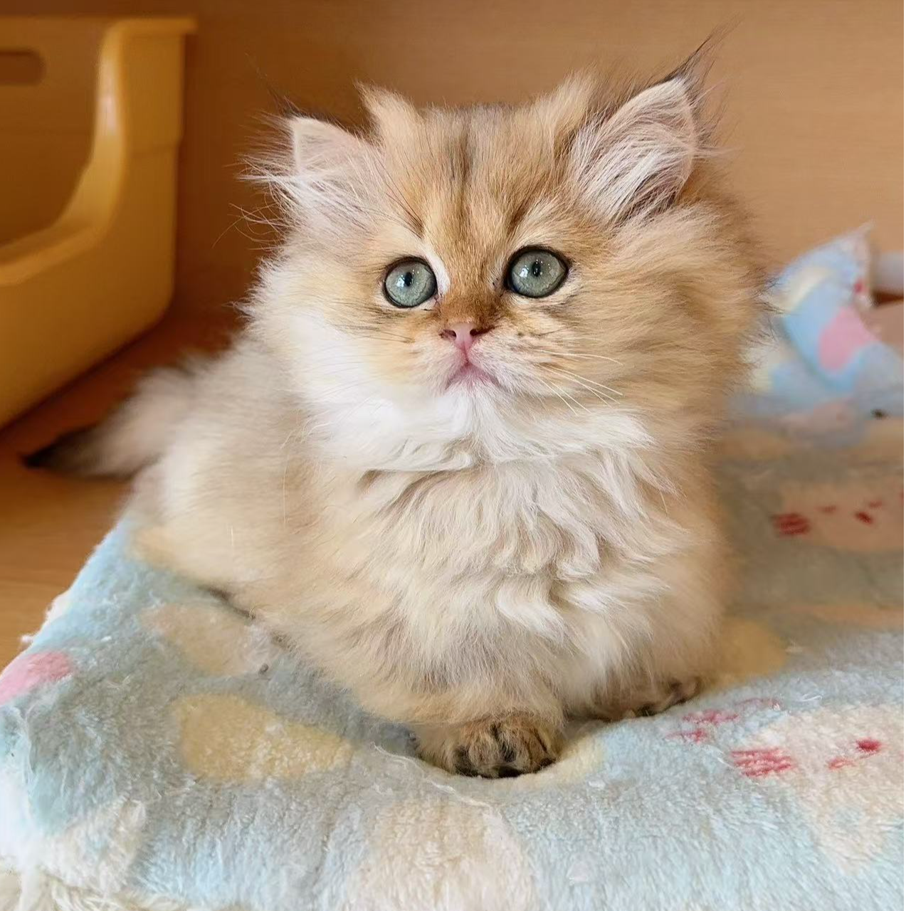 长毛猫金渐层拿破仑妹妹