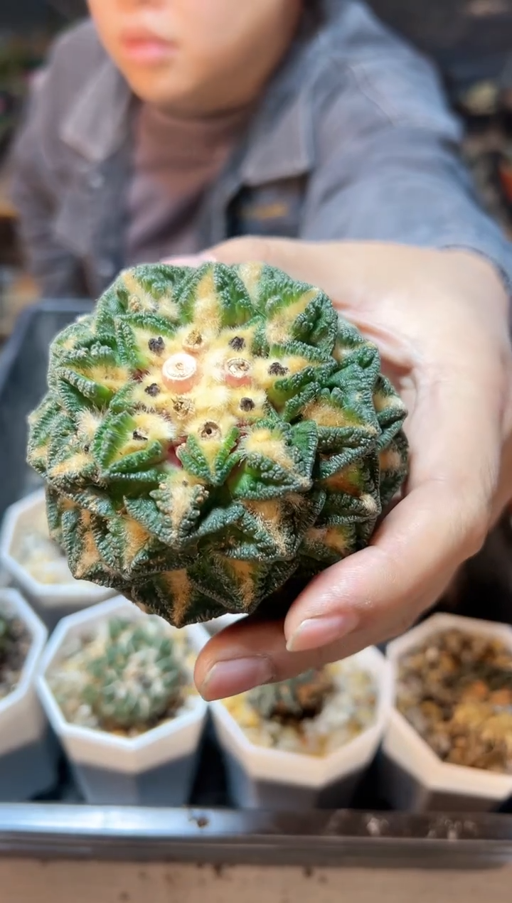 【闪购商品】1号苗接无根辛盾牡丹8.2公分