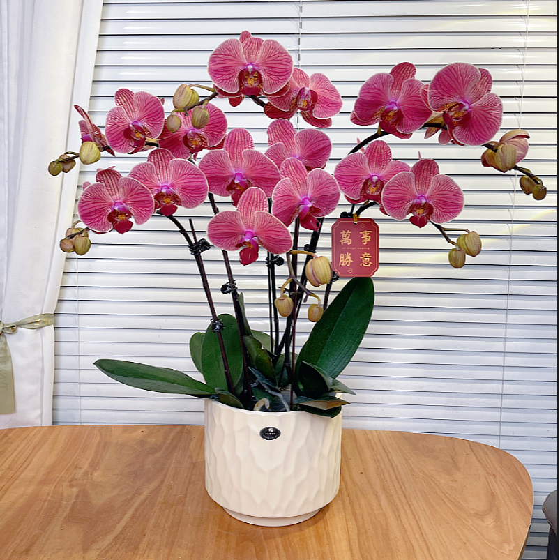 【聚宝橘子-蝴蝶兰】高端鲜花 送礼 家居摆件 易养花期长 基地直发