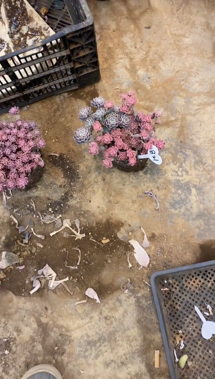 美***ゃ                  B21号粉布偶￥26