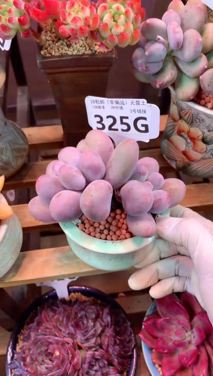 325G（一物一拍，精品多肉，w所见即所得 ）