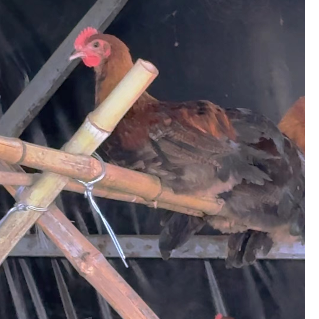 华北柴散养青年鸡 (公鸡一只毛重1.7~2斤,母鸡毛重1.1~1.3斤)