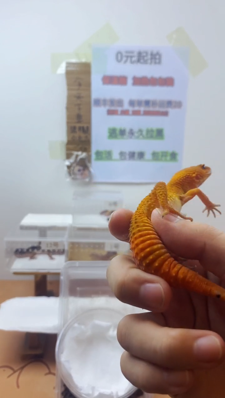 豹纹守宫豹纹守宫幼苗亚成体成体肥尾