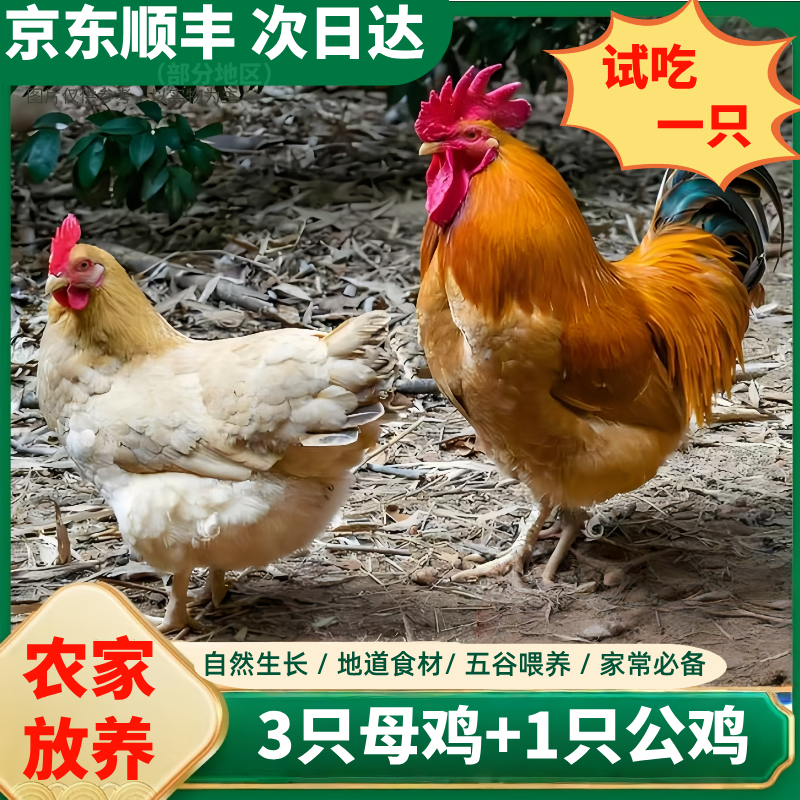 买老母鸡送大公鸡 宰杀好净重10-11斤 顺丰冷链直达   包冰率不含冰 包冰率不含冰