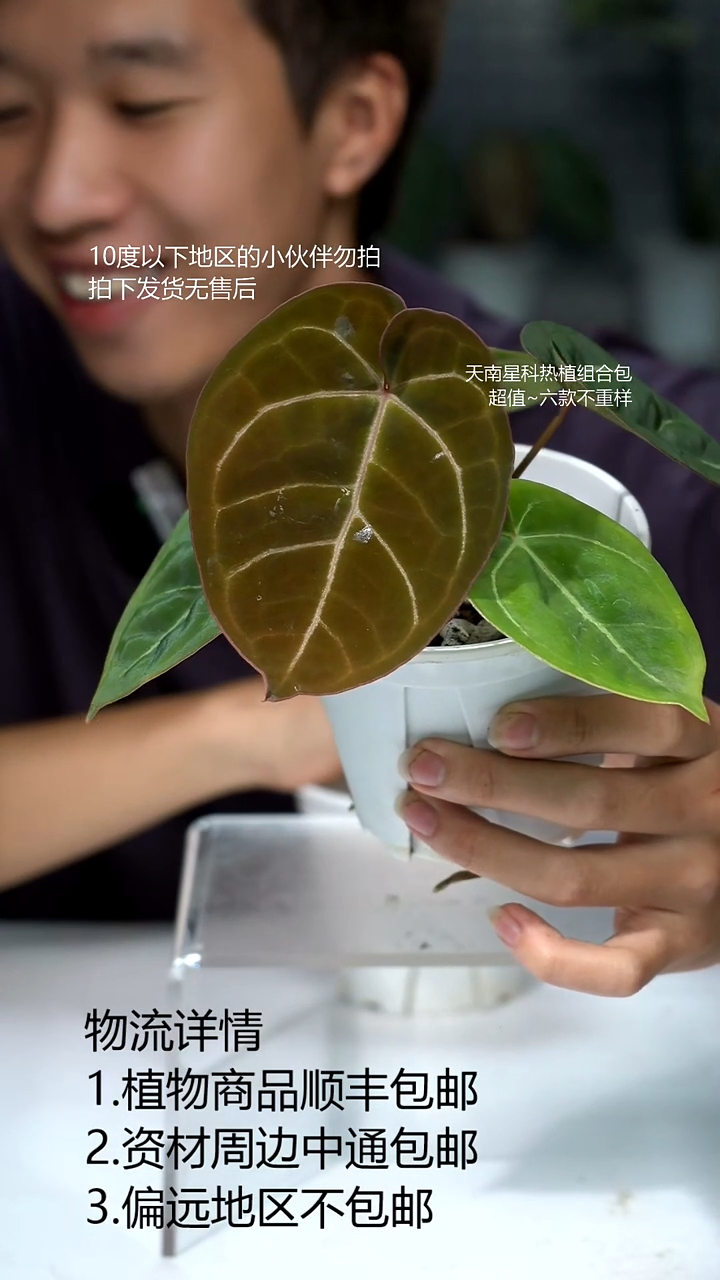 完全开放奥霍*黑水晶