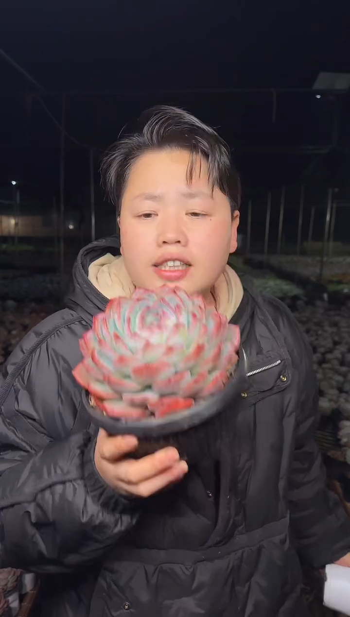 大号红鸾带盆土39.99