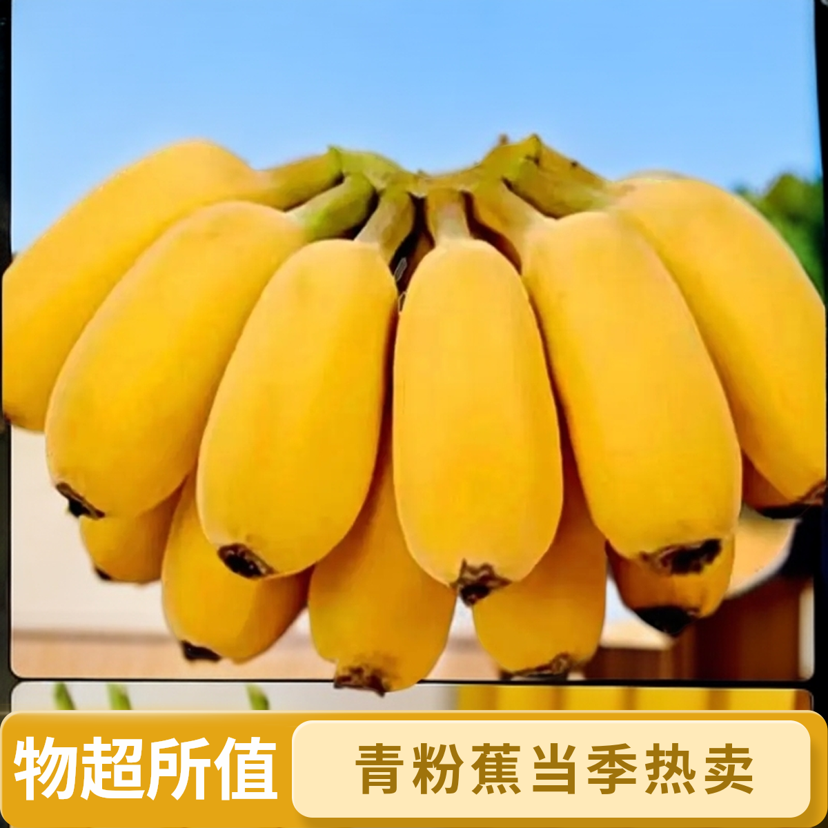 广东地道苹果蕉现摘果香甜软糯青粉蕉当季新鲜水果适合产妇孕妇食