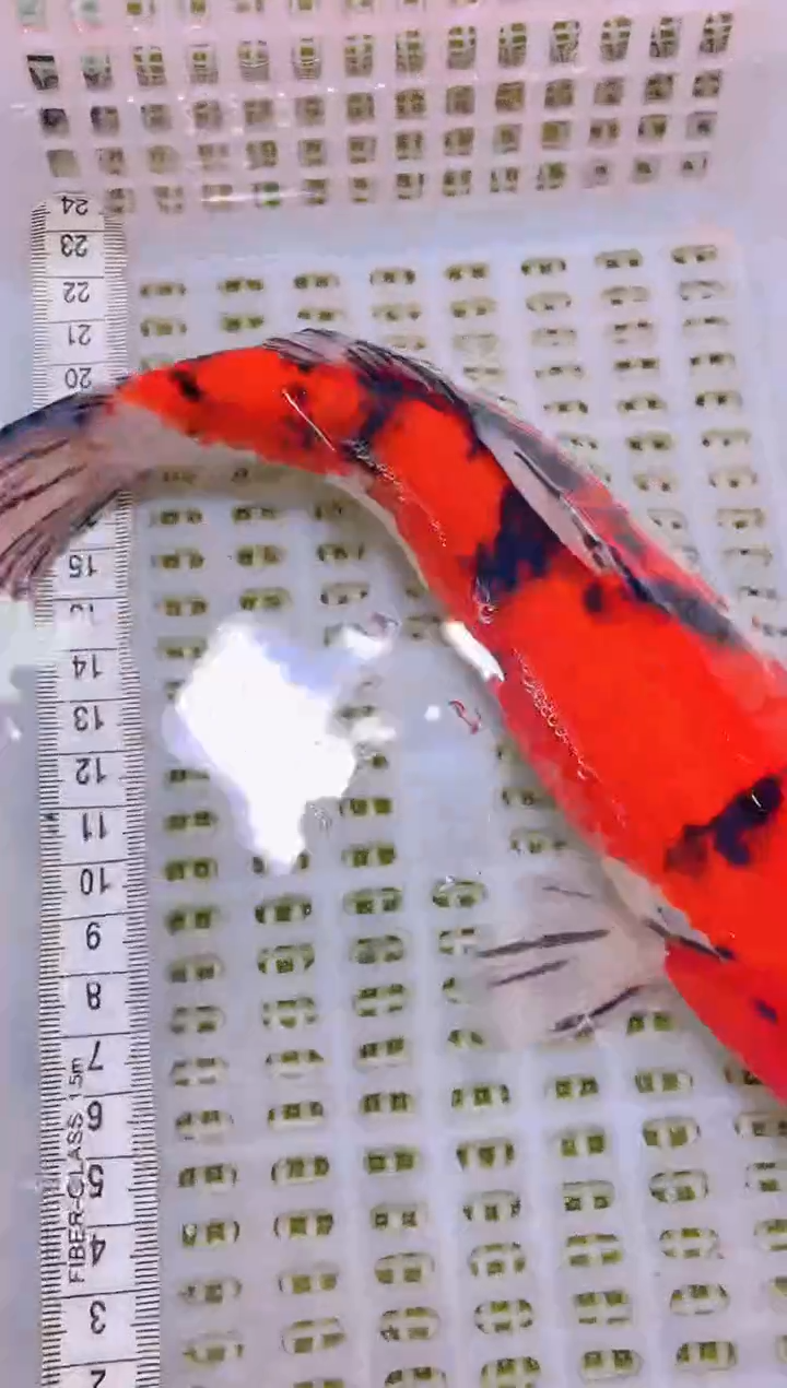 锦鲤冷水观赏鱼全场包邮31