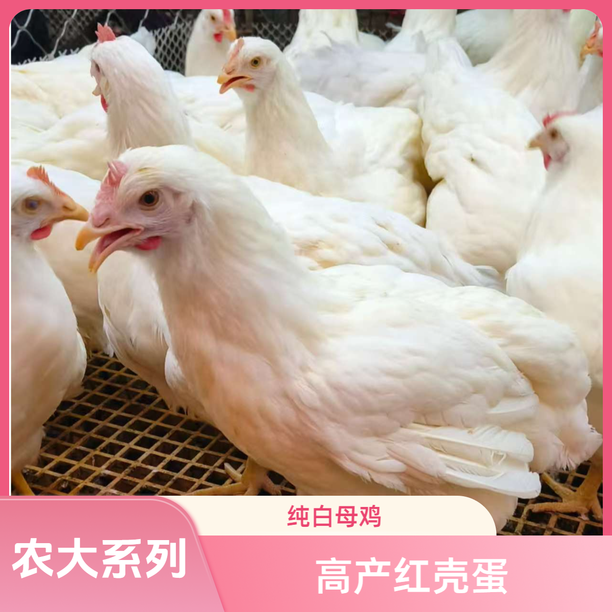 农大3号高产纯白蛋鸡2.5斤左右发货红壳蛋蛋鸡品种（宠物鸡）