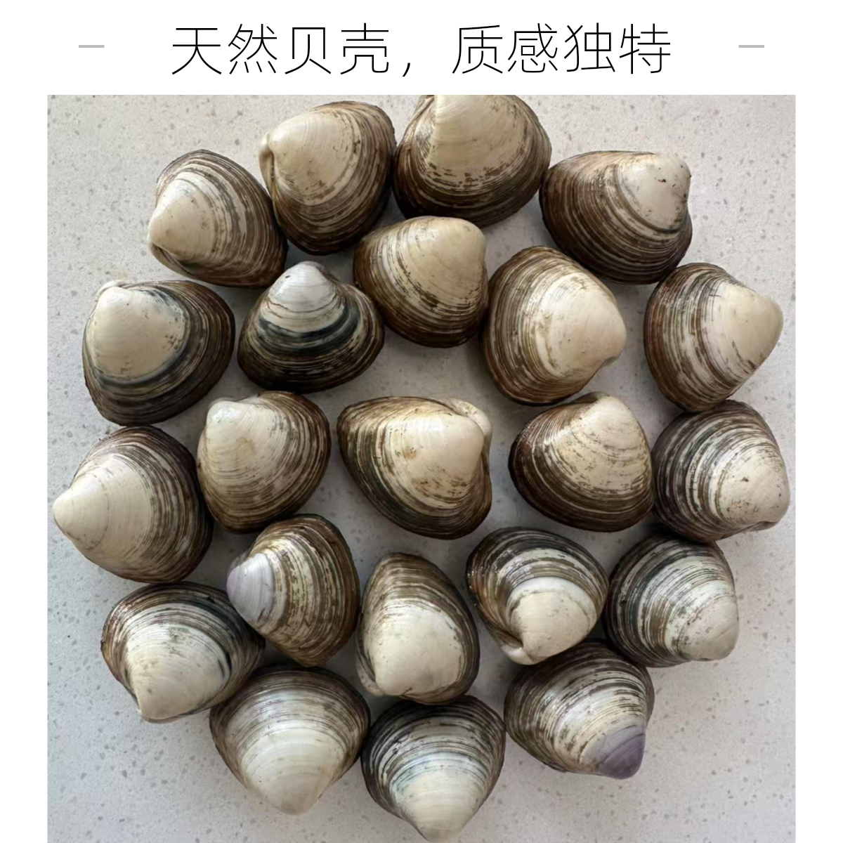 渤海湾野生大号白蚬子每斤30头无沙包活顺丰次日达海鲜