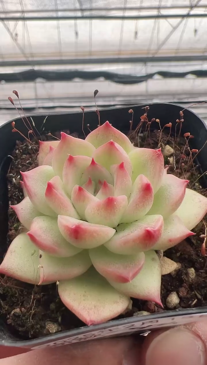 【闪购商品】新款多肉-94