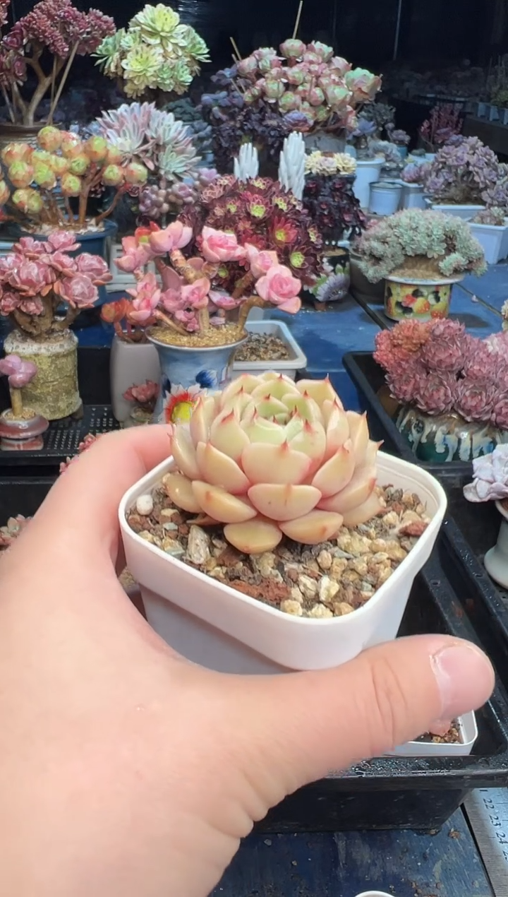 【闪购商品】615不带盆