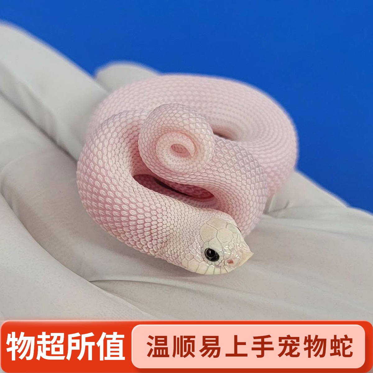 温顺可上手宠物蛇猪鼻蛇包邮包风险包售后的懒人宠物会装死的蛇
