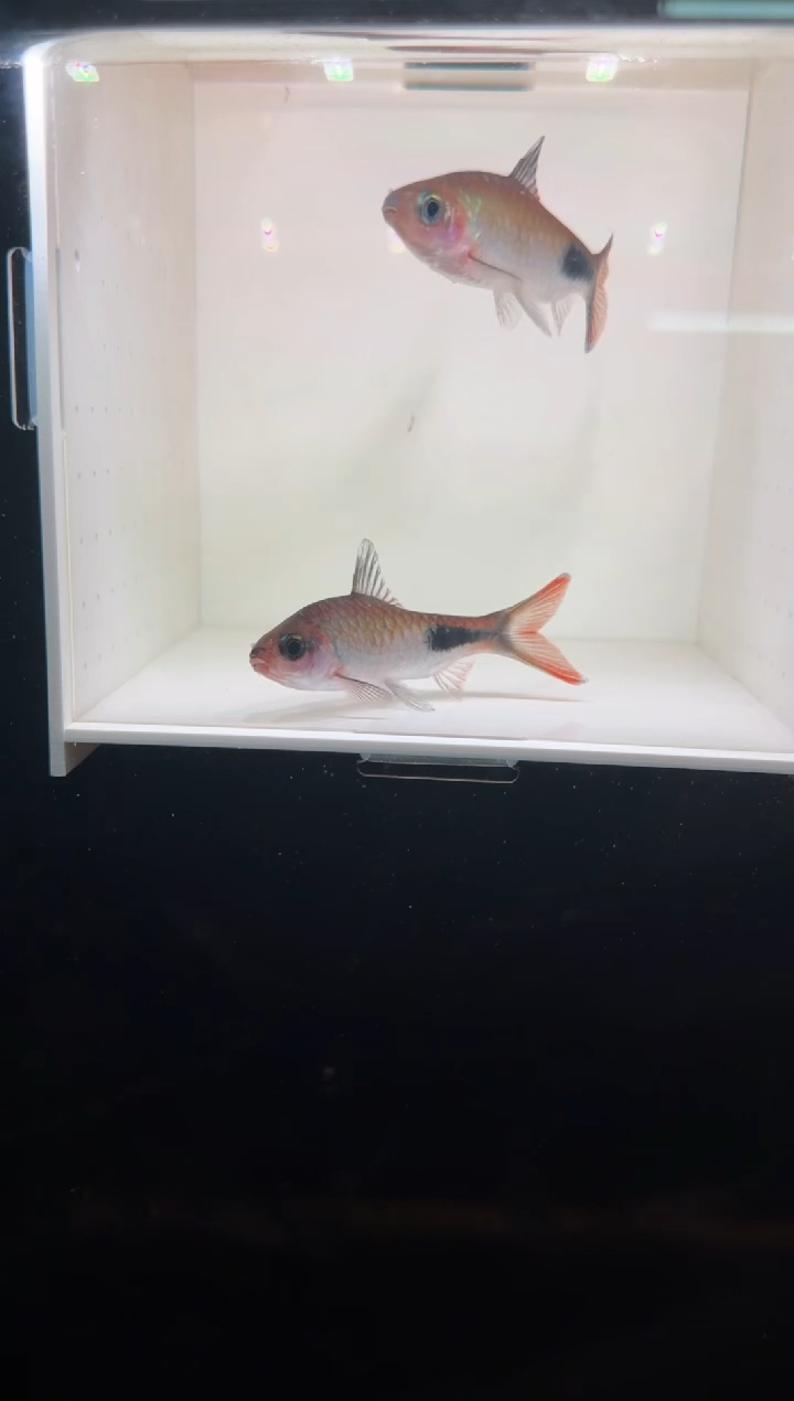 工具鱼彩虹道人222