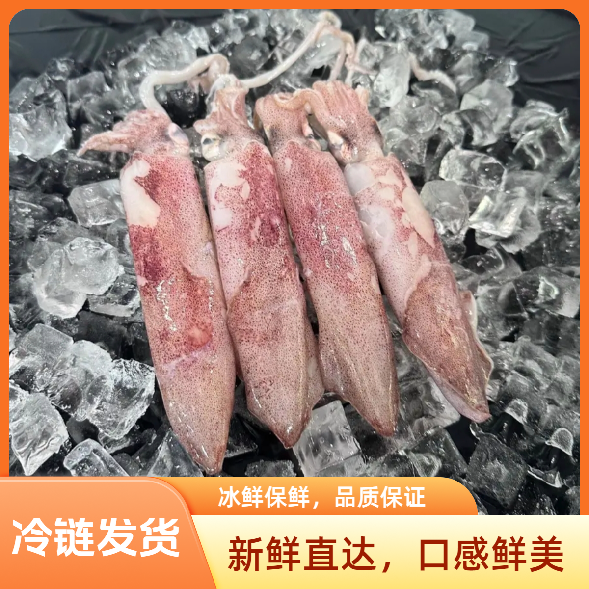 福建东山岛海钓红管鱿鱼5-8只/斤 手钓鱿鱼鱿鱼母墨鱼