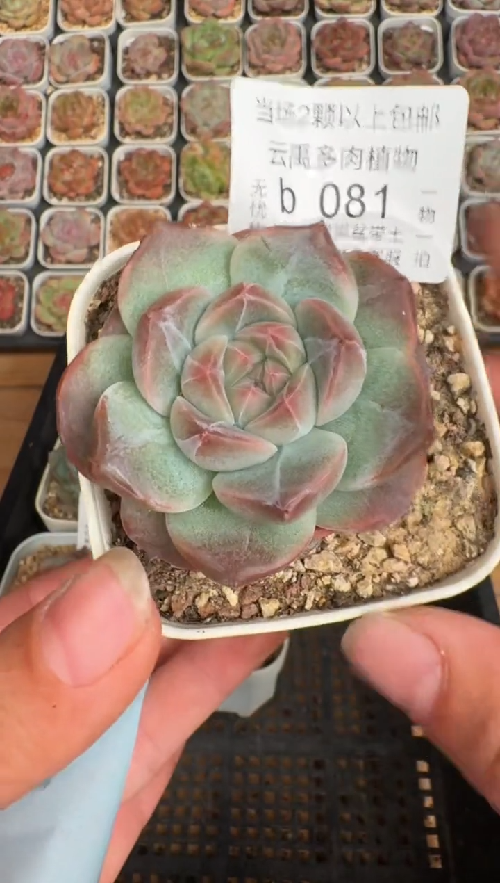 081b 珍妮多肉(6.5cm杯）一物一拍 带盆土发